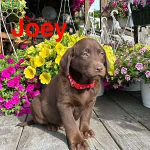 joey, Chocolate Labrador Retriever Puppy